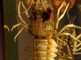 an image of a lobster in a glass container