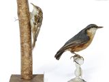 a bird that is sitting on a pole next to a dead bird