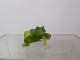 une petite grenouille verte assise sur une table en verre