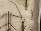 a lot of insects that are in a shadow box