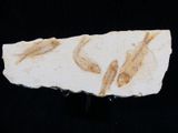 two fossil fish on a rock on a black surface