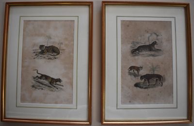 Deux photos d'animaux encadrées sont accrochées au mur.