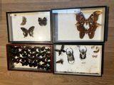 quatre espèces différentes de papillons de nuit exposées dans une vitrine