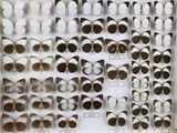de nombreux types de papillons différents présentés dans une vitrine