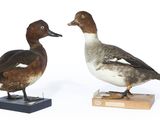 deux canards posés sur un socle en bois, sur fond blanc