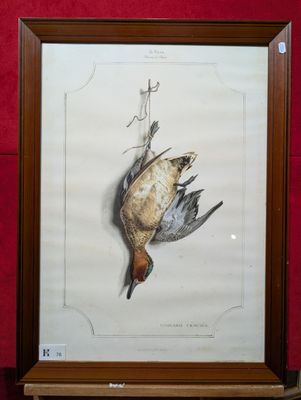 une photo encadrée représentant un oiseau, exposée dans un musée