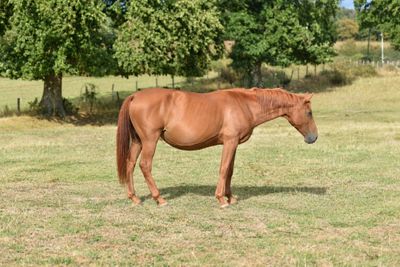 a brown horse that is standing in the grass