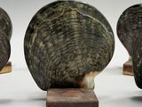 four pieces of carved horn on wooden bases on a white surface