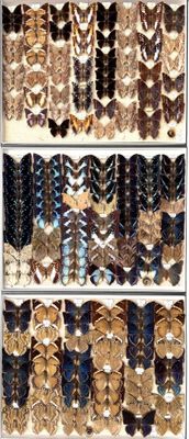 many different types of bracelets on display in a store