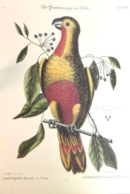 un oiseau assis sur une branche d'arbre