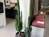 deux plantes en pot au milieu de la pièce
