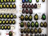 many different colored beetles on display in a display case