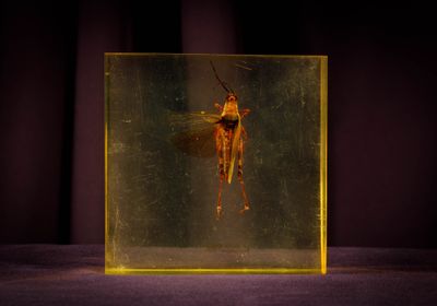 un insecte qui se trouve à l'intérieur d'une boîte en verre