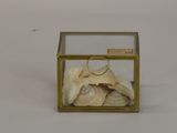 a glass box with shells inside of it on a white surface