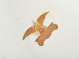 a white plate with a bird on it and a piece of bread on the plate