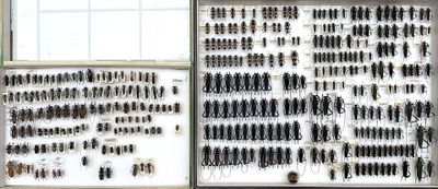 many different kinds of insects on display in a window