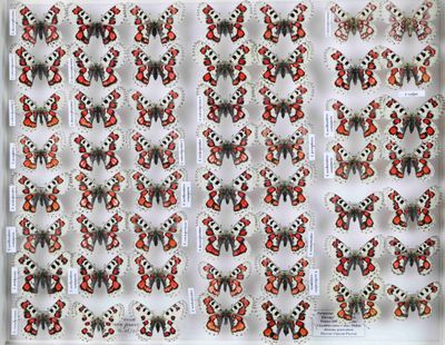 une photo d'une feuille de timbres sur laquelle figure l'image d'un chat