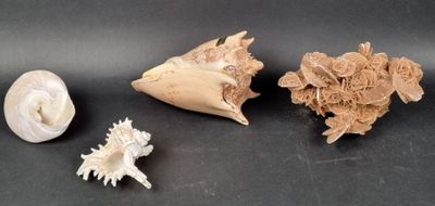 three shells that are on the table together
