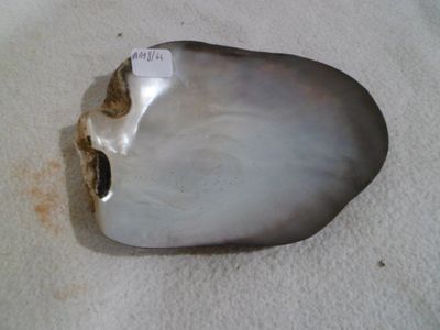 an oyster shell with a hole in the middle of it