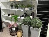 de nombreuses plantes en pot sur les étagères de la pièce