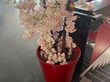 flowering cherry tree in a red pot in a restaurant lobby
