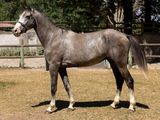 un cheval qui se trouve dans un enclos clôturé
