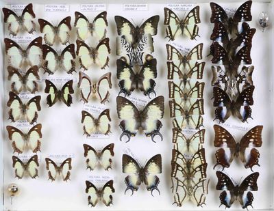 de nombreux types de papillons différents présentés dans une vitrine