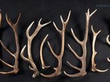 quatre morceaux d'antilope sont disposés sur une surface noire