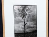 a black and white photo of a lone tree in a field