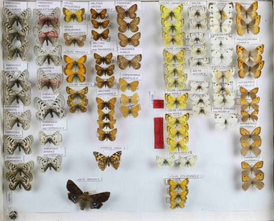 de nombreux types de papillons exposés dans une vitrine