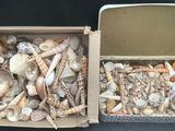 deux boîtes remplies de coquillages posées sur une table