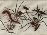 many insects that are sitting on a piece of paper