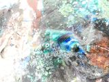 un poisson bleu et vert qui se trouve dans l'eau