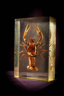 a glass box with a lobster in it on a table