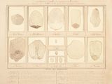 une ancienne gravure représentant un schéma des différents types de roches