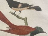 two birds that are sitting on the branches of a tree