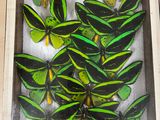 green and black butterflies in a wooden frame on a table