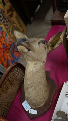 Trophée de chasse en une tête d'un cervidé sur panneau bois …