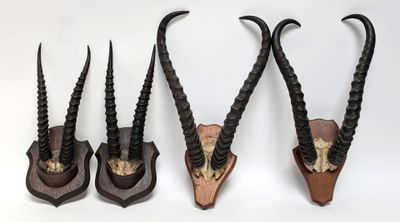 three antelope heads mounted on a wall with long horns