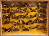 many butterflies that are in a wooden frame