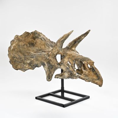 un gros plan d'un crâne de dinosaure posé sur un socle