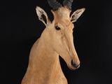 the head of a gazelle with large horns on a black background