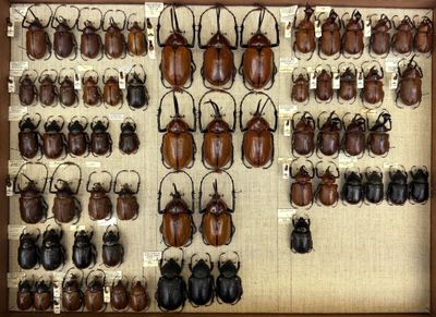 a lot of beetles that are on display in a case
