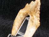 an image of a fossil tooth on a clear stand on a black background