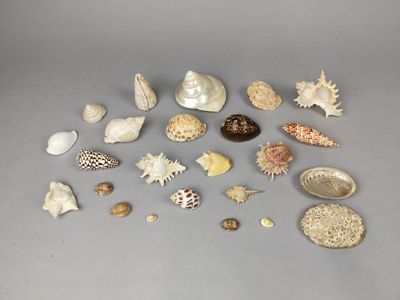 un grand nombre de coquilles qui sont sur la table