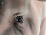 a close up of a man ' s eye with a banana in his mouth