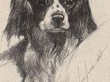 drawing of a black and white dog in a pen and ink drawing