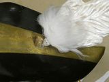 a white bird that is sitting on top of a black and gold object