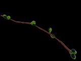time lapse of buds on a twig on a twig tree branch