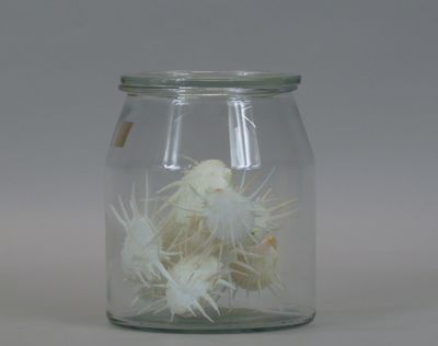 a glass jar with a cactus in it on a table